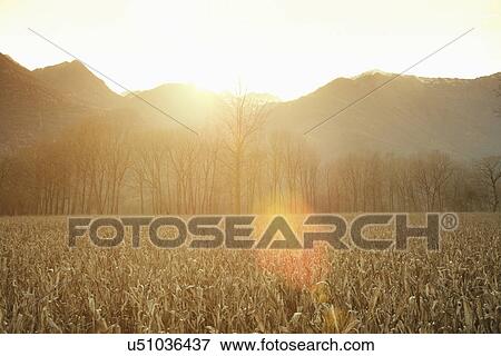 Sunlit wheat field, Premosello, Verbania, Piemonte, Italy View Large Photo Image Stock Photo - Sunlit wheat field, Premosello, Verbania, Piemonte, Italy. Fotosearch