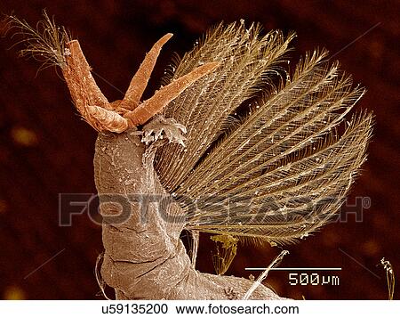 Tail of Phantom Midge larva, Chaoboridae SEM View Large Photo Image Stock Image - Tail of Phantom Midge larva, Chaoboridae SEM. Fotosearch