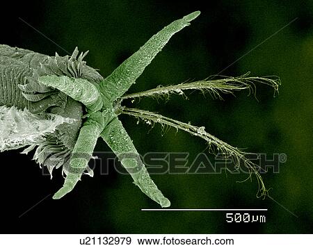 Tail of Phantom Midge larva, Chaoboridae SEM View Large Photo Image Stock Photo - Tail of Phantom Midge larva, Chaoboridae SEM. Fotosearch