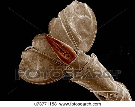 Stock Photo - Tail of Phantom Midge larva, Chaoboridae SEM. Fotosearch
