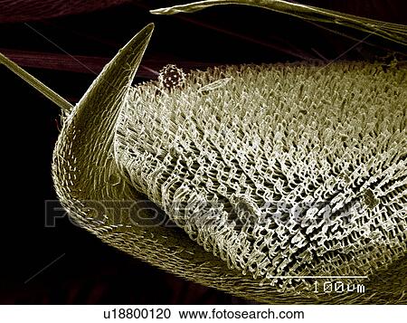 Stock Image - Tarsus of Robber fly, Asilidae SEM. Fotosearch