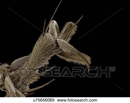 Stock Photography - Tarsus of Robber fly, Asilidae SEM. Fotosearch