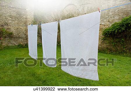 Three white towels on clothes line in walled garden View Large Photo Image Stock Image - Three white towels on clothes line in walled garden. Fotosearch