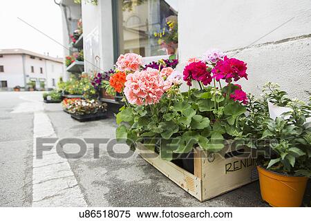 Stock Bild - topfpflanzen, und, kisten, von, blumen, auf ... Stock Bild - topfpflanzen, und, kisten, von, blumen, auf ...