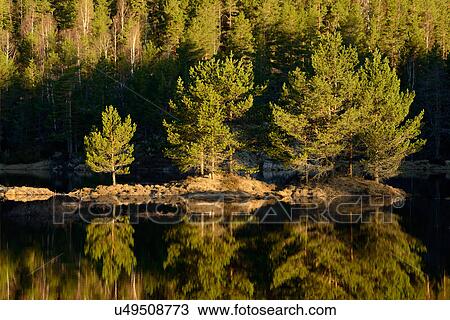 Stock Image - Trees reflected in calm lake, Rogaland County, Norway. Fotosearch