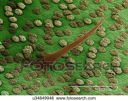Trigger hair of Venus fly trap plant, Dionaea sp SEM View Large Photo Image Stock Photo - Trigger hair of Venus fly trap plant, Dionaea sp SEM. Fotosearch