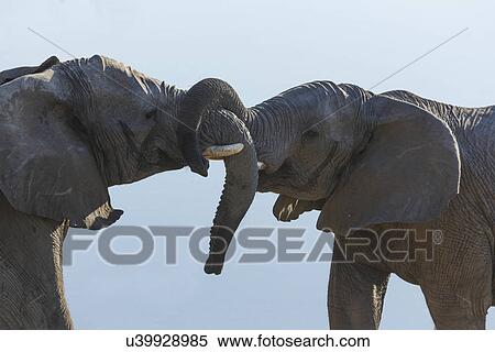 Two african elephants fighting, Etosha National Park, Namibia View Large Photo Image Stock Photography - Two african elephants fighting, Etosha National Park, Namibia. Fotosearch