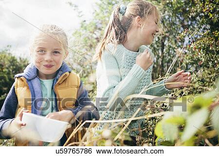Two girls picking blackberries View Large Photo Image Stock Photograph - Two girls picking blackberries. Fotosearch