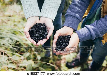 Two people holding blackberries in cupped hands View Large Photo Image Stock Photo - Two people holding blackberries in cupped hands. Fotosearch