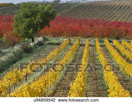 Stock Image - Vineyard and fields in autumn, Provence, France. Fotosearch