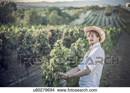 Viticulturist working in vineyard, Cagliari, Sardinia, Italy View Large Photo Image Picture - Viticulturist working in vineyard, Cagliari, Sardinia, Italy. Fotosearch