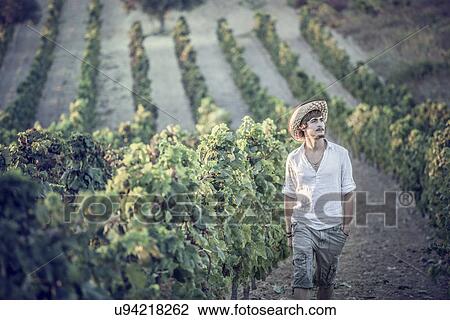 Stock Image - Viticulturist working in vineyard, Cagliari, Sardinia, Italy. Fotosearch