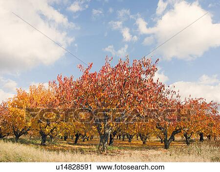 Walnut grove in autumn, Provence, France View Large Photo Image Stock Image - Walnut grove in autumn, Provence, France. Fotosearch