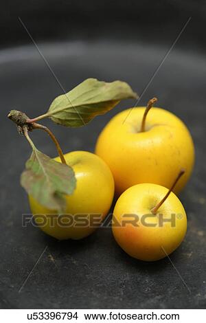 Yellow crab apples, close-up View Large Photo Image Picture - Yellow crab apples, close-up. Fotosearch