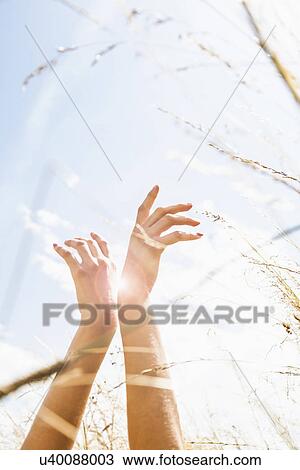 Young womans hands amongst long grass View Large Photo Image Stock Image - Young womans hands amongst long grass. Fotosearch