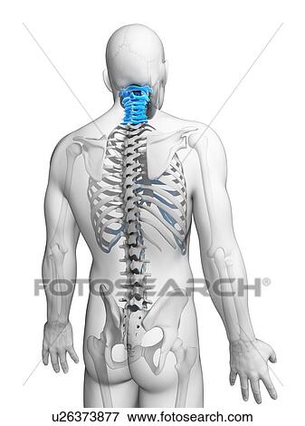 人間のネック 骨 イラスト イラスト U Fotosearch