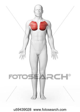 人間の胸 筋肉 イラスト イラスト U Fotosearch