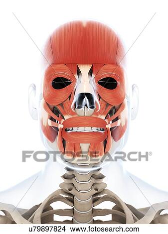 人間 顔筋肉 イラスト イラスト U7974 Fotosearch