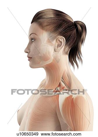 女性 首の筋肉 イラスト イラスト U Fotosearch