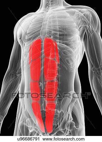 Clip Art - Abdominal muscles, illustration. Fotosearch