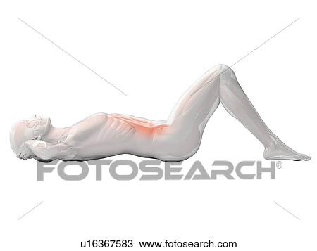 Abdominal muscles, illustration View Large Illustration Drawing - Abdominal muscles, illustration. Fotosearch