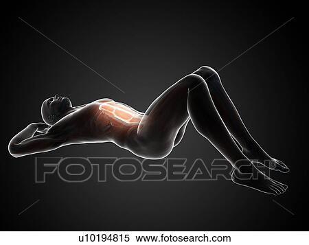 Abdominal muscles, illustration View Large Illustration Stock Illustration - Abdominal muscles, illustration. Fotosearch