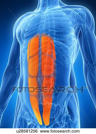 Abdominal muscles, illustration View Large Illustration Stock Illustration - Abdominal muscles, illustration. Fotosearch