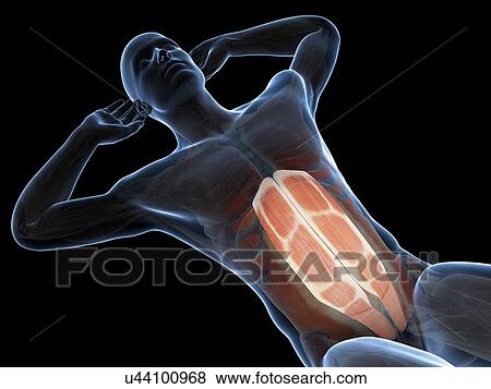 Stock Illustration - Abdominal muscles, illustration. Fotosearch