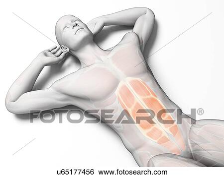 Abdominal muscles, illustration View Large Illustration Stock Illustration - Abdominal muscles, illustration. Fotosearch