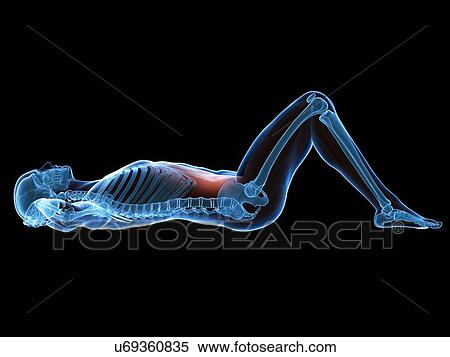 Stock Illustration - Abdominal muscles, illustration. Fotosearch