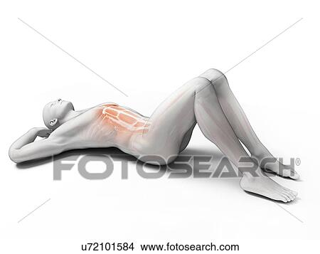Stock Illustration - Abdominal muscles, illustration. Fotosearch