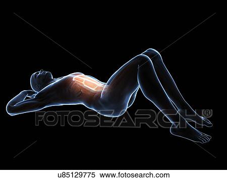 Abdominal muscles, illustration View Large Illustration Stock Illustration - Abdominal muscles, illustration. Fotosearch