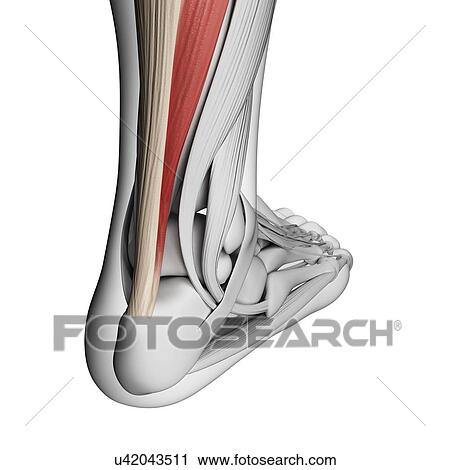 Clip Art - Achilles tendon, illustration. Fotosearch