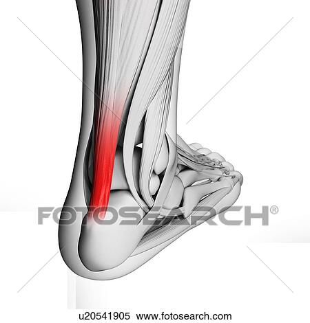 Stock Illustration - Achilles tendon, illustration. Fotosearch