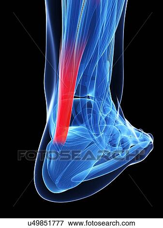 Stock Illustration - Achilles tendon, illustration. Fotosearch