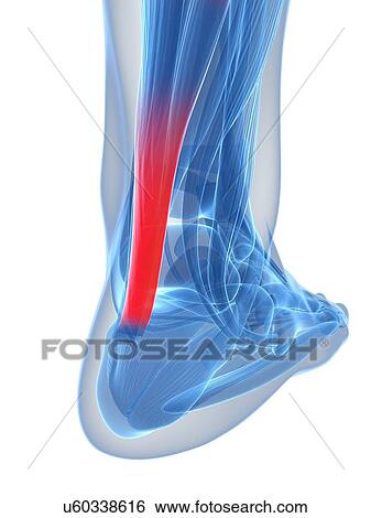 Stock Illustration - Achilles tendon, illustration. Fotosearch