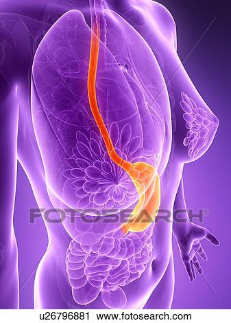 Anatomy of female food pipe, illustration View Large Illustration Clip Art - Anatomy of female food pipe, illustration. Fotosearch