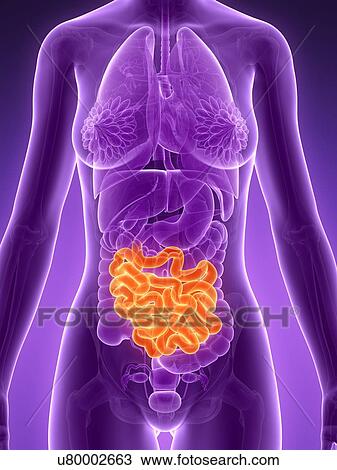 Drawing - Anatomy of female intestine, illustration. Fotosearch