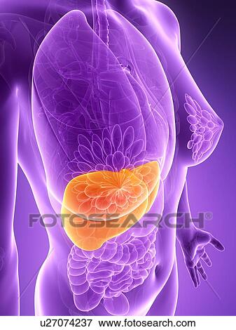 Stock Illustration - Anatomy of female liver, illustration. Fotosearch