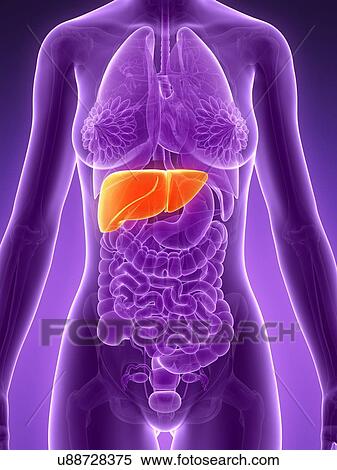 Stock Illustration - Anatomy of female liver, illustration. Fotosearch