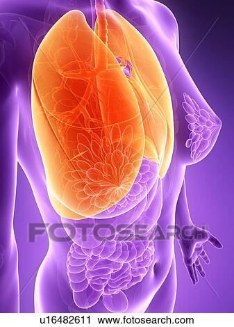 Clip Art - Anatomy of female lungs, illustration. Fotosearch