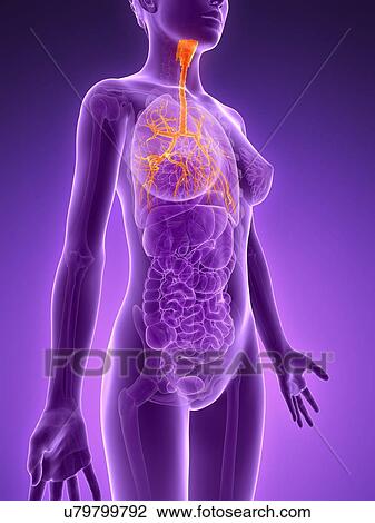 Anatomy of female lungs, illustration View Large Illustration Drawing - Anatomy of female lungs, illustration. Fotosearch