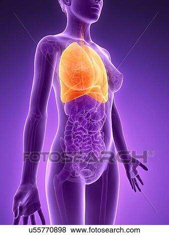 Anatomy of female lungs, illustration View Large Illustration Stock Illustration - Anatomy of female lungs, illustration. Fotosearch
