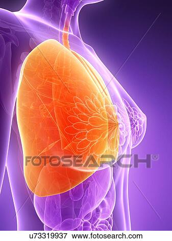 Anatomy of female lungs, illustration View Large Illustration Stock Illustration - Anatomy of female lungs, illustration. Fotosearch