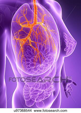 Anatomy of female lungs, illustration View Large Illustration Stock Illustration - Anatomy of female lungs, illustration. Fotosearch