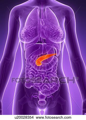 Anatomy of female pancreas, illustration View Large Illustration Stock Illustration - Anatomy of female pancreas, illustration. Fotosearch