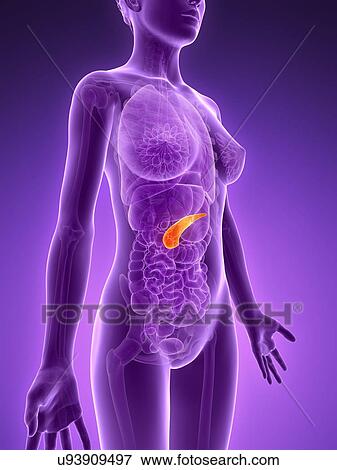 Stock Illustration - Anatomy of female pancreas, illustration. Fotosearch