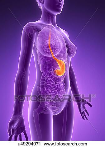Anatomy of female stomach, illustration View Large Illustration Clip Art - Anatomy of female stomach, illustration. Fotosearch