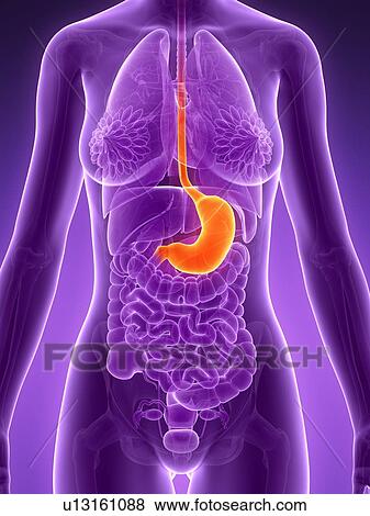 Stock Illustration - Anatomy of female stomach, illustration. Fotosearch