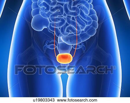 Drawing - Anatomy of human bladder, illustration. Fotosearch
